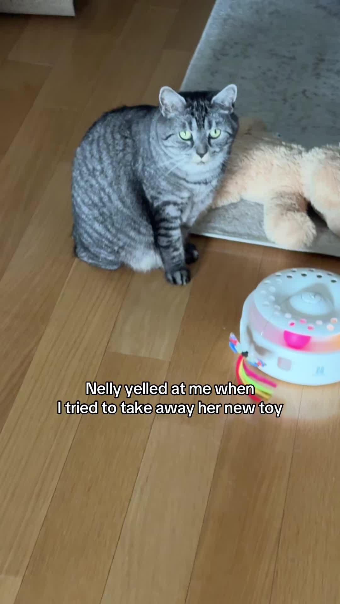 @Auntie Julie - The Cat Sitter