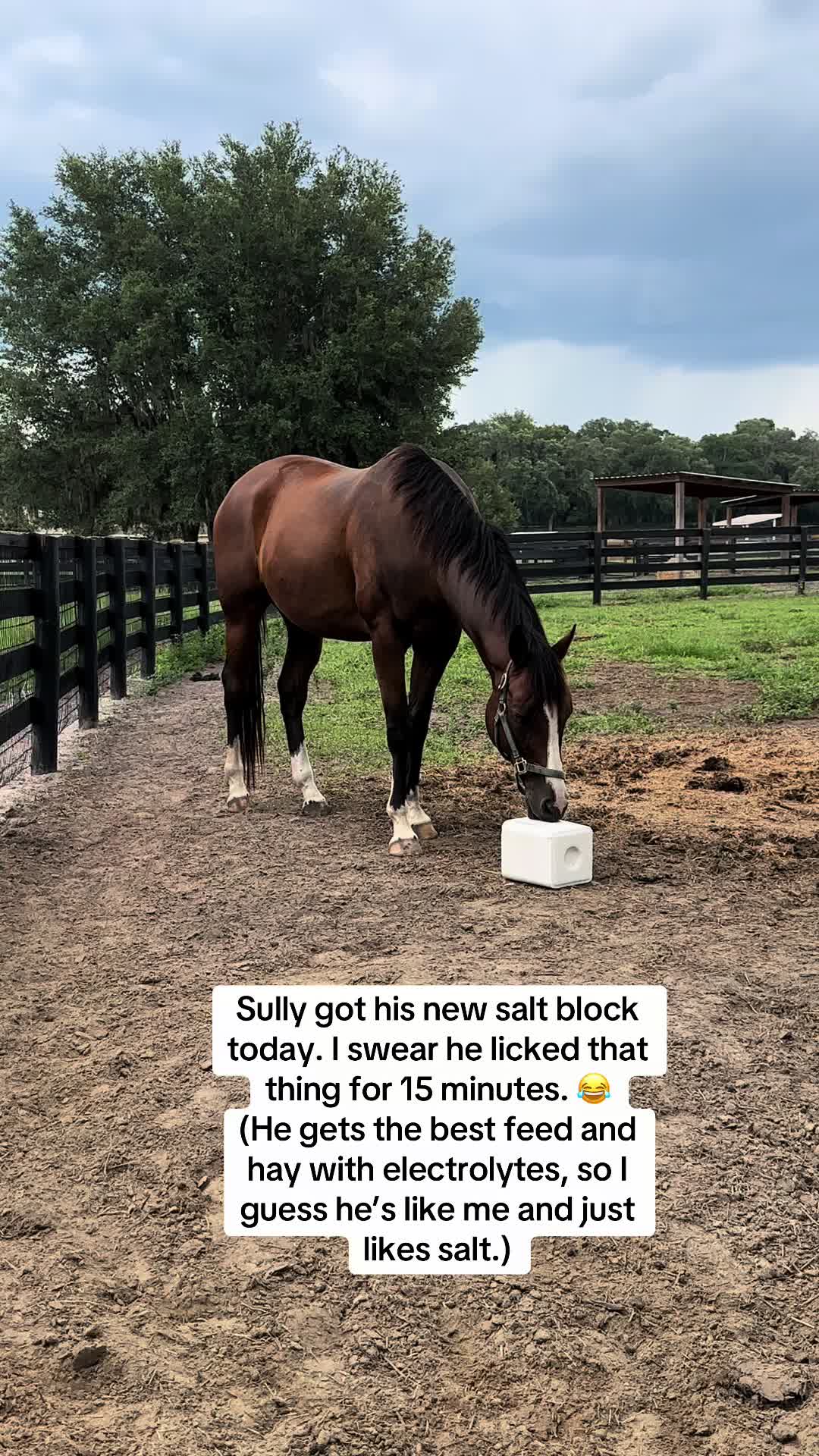 @Ashley at Rivermont Farm🐎🐶