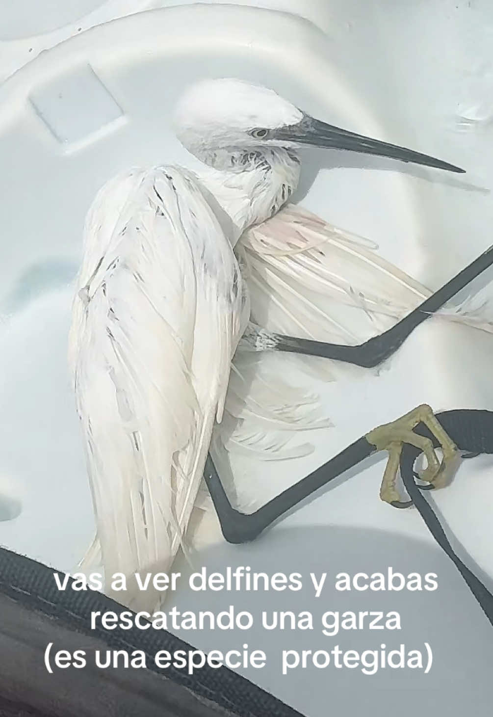 @meri