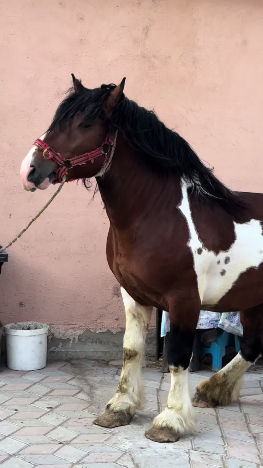 @🐴Spartanu🐴