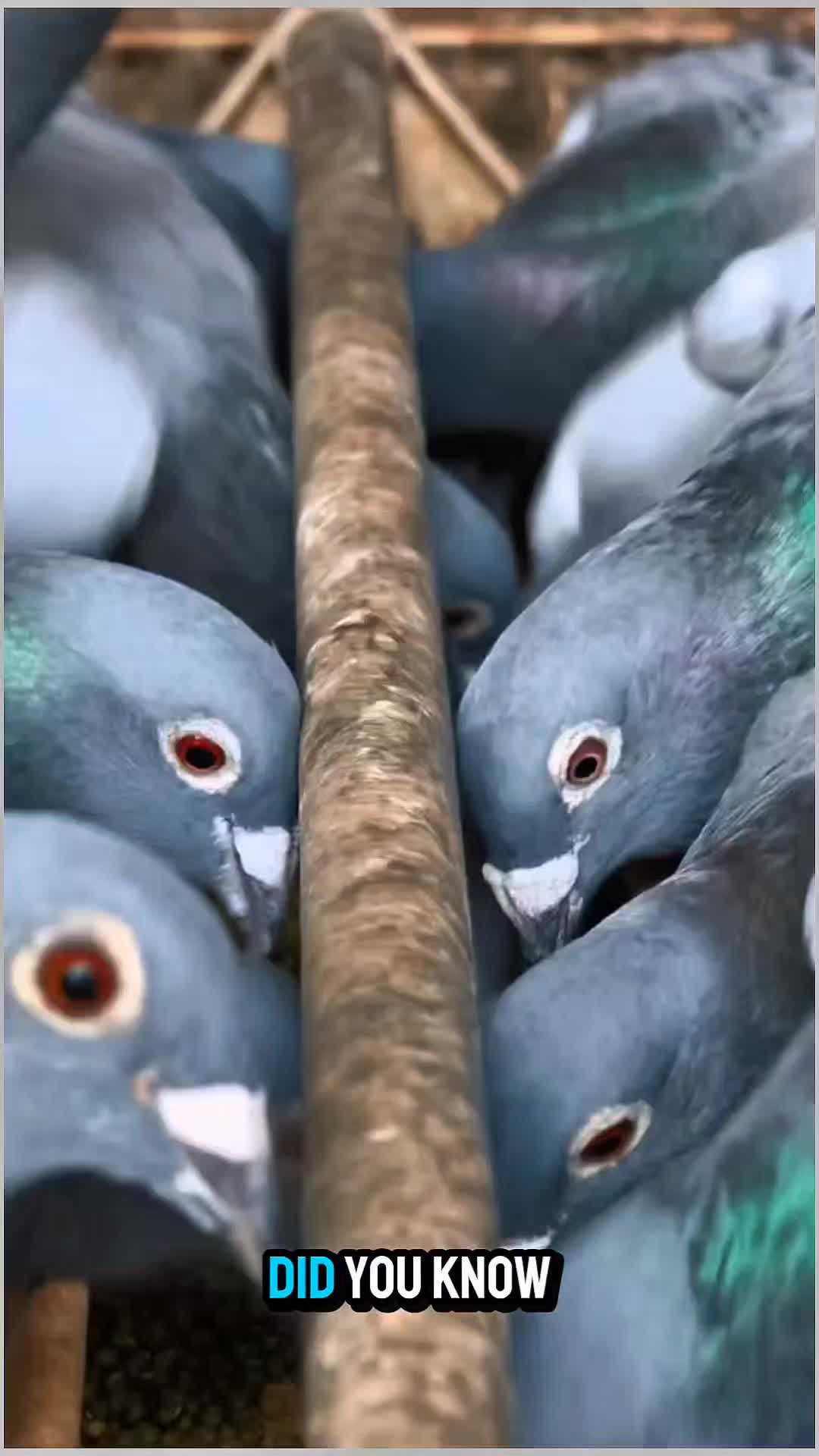 @TFRPL🕊️