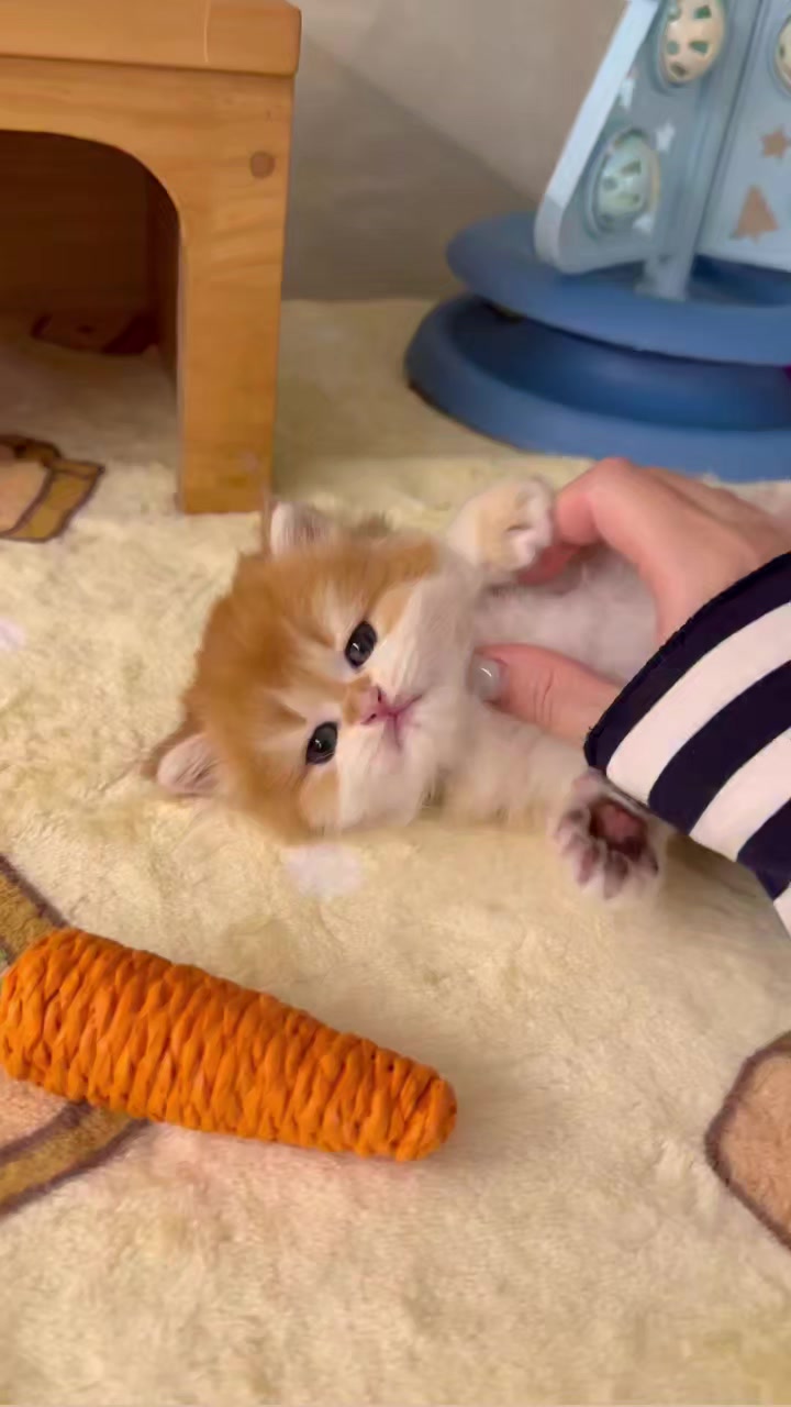 @Chonky World Of Cats