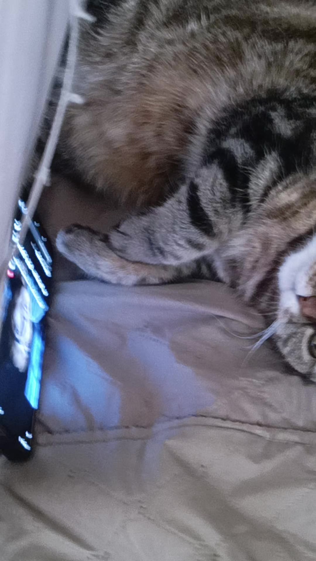 @🐈⬛Дєри𝄞