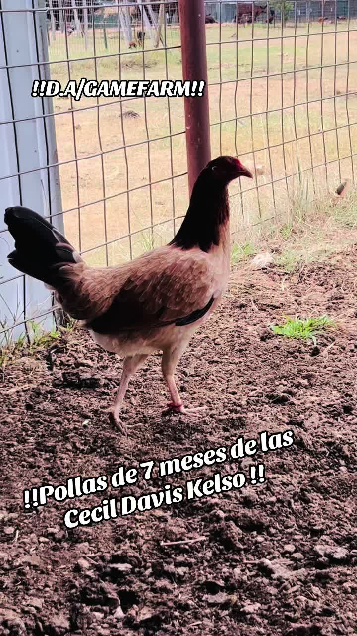 @DAgamefarm