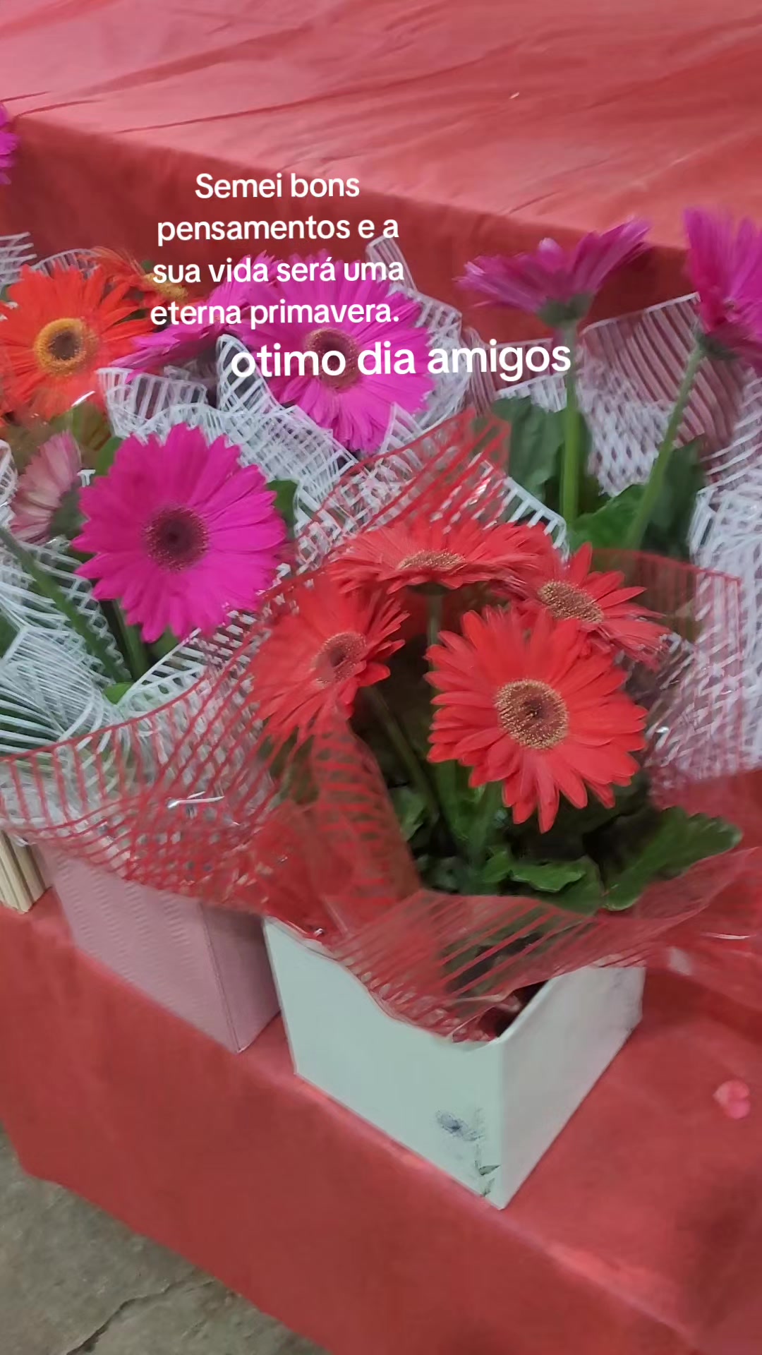 @@vaniagomesdeoliveira