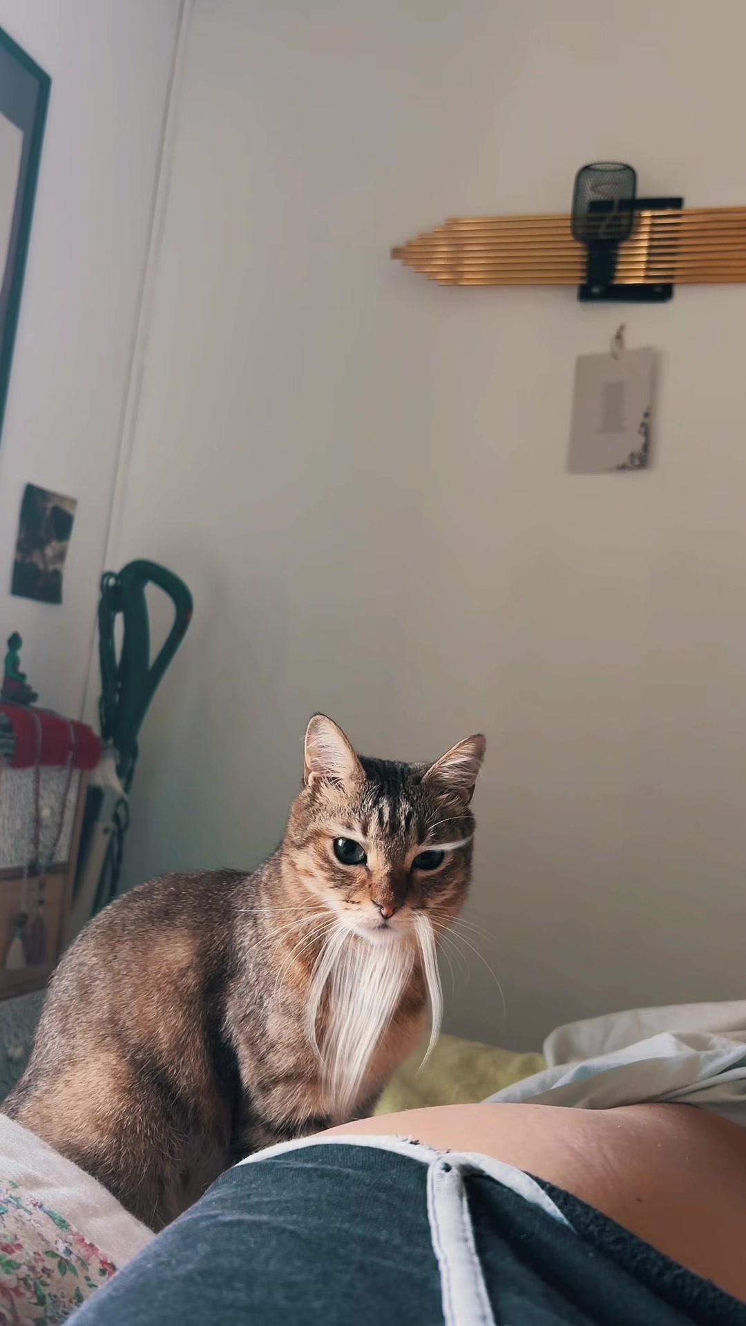 @Life with Kokoro the cat