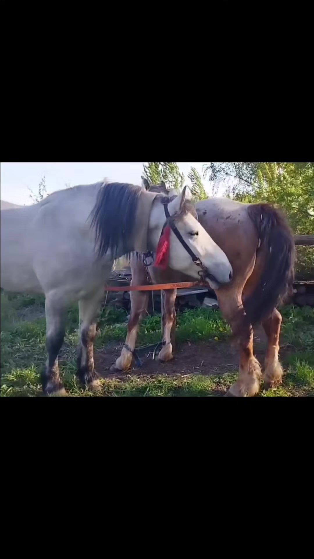 @viralvideo
