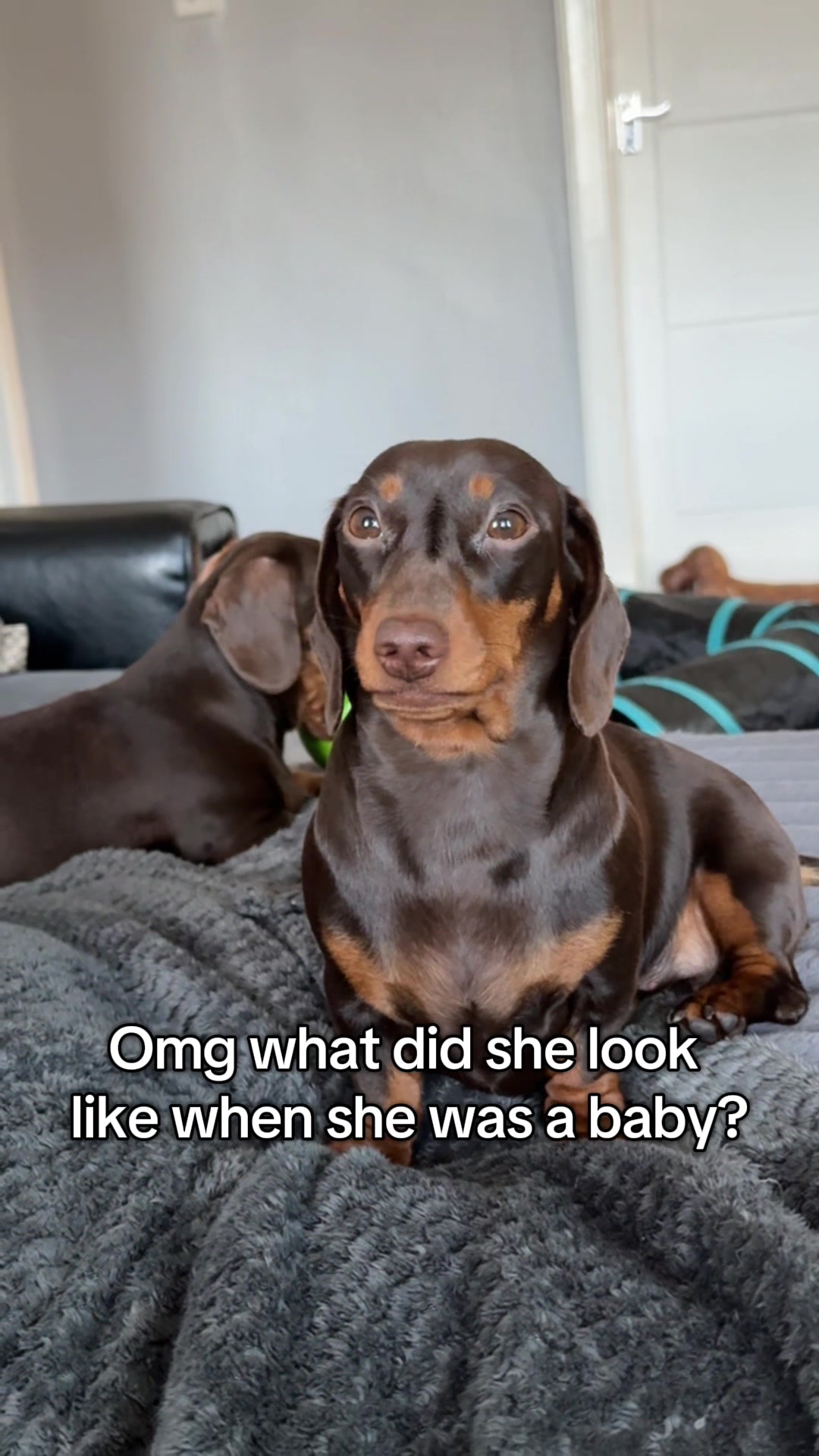 @ciciolive_mini_weiners