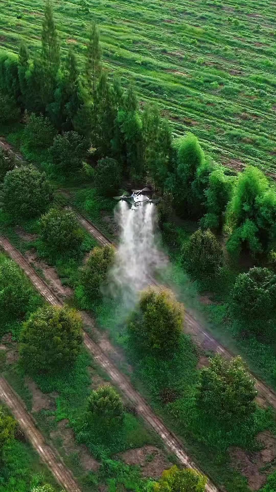 @D.kingfarm