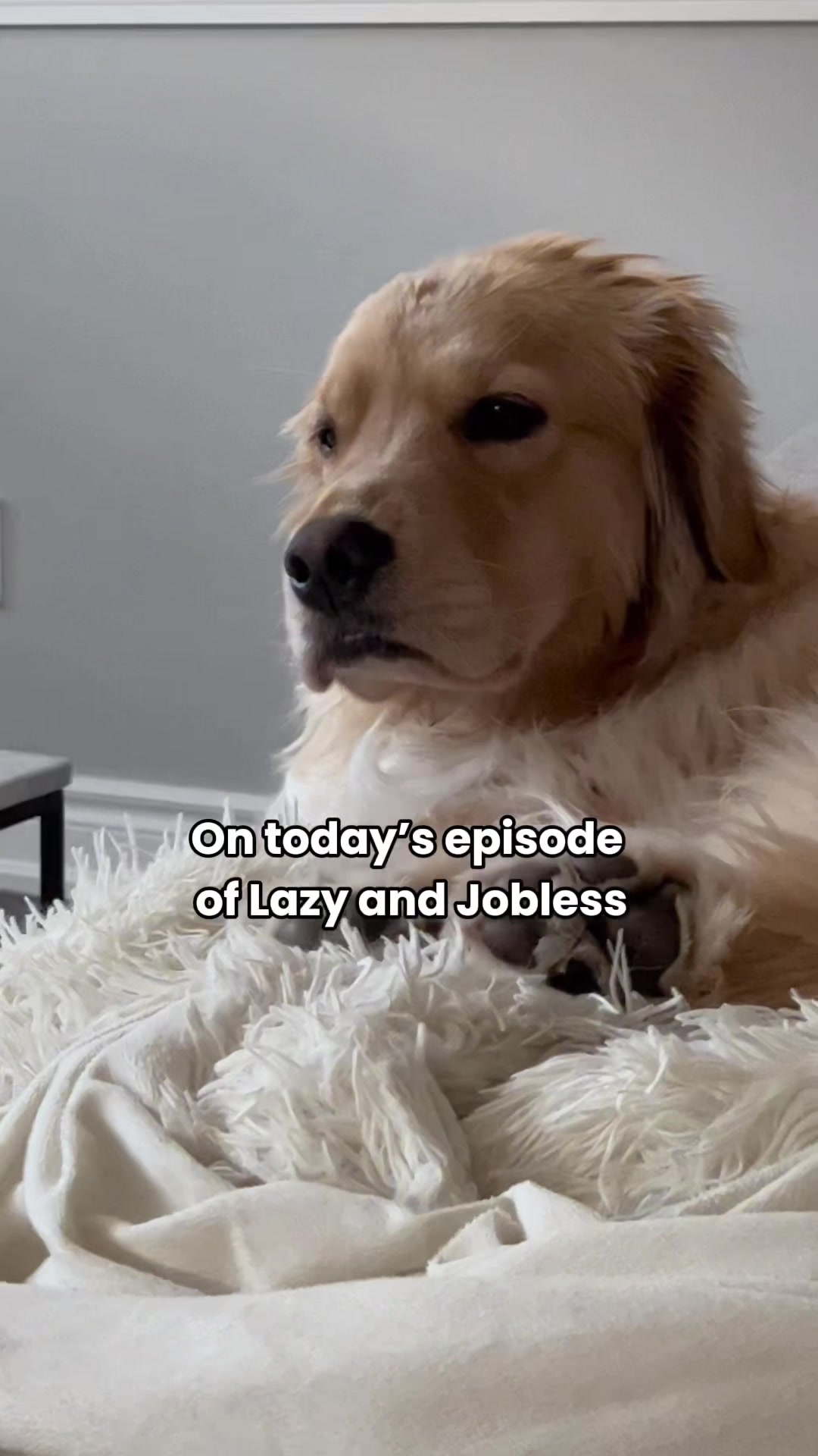 @Daisy & Maple the Goldens