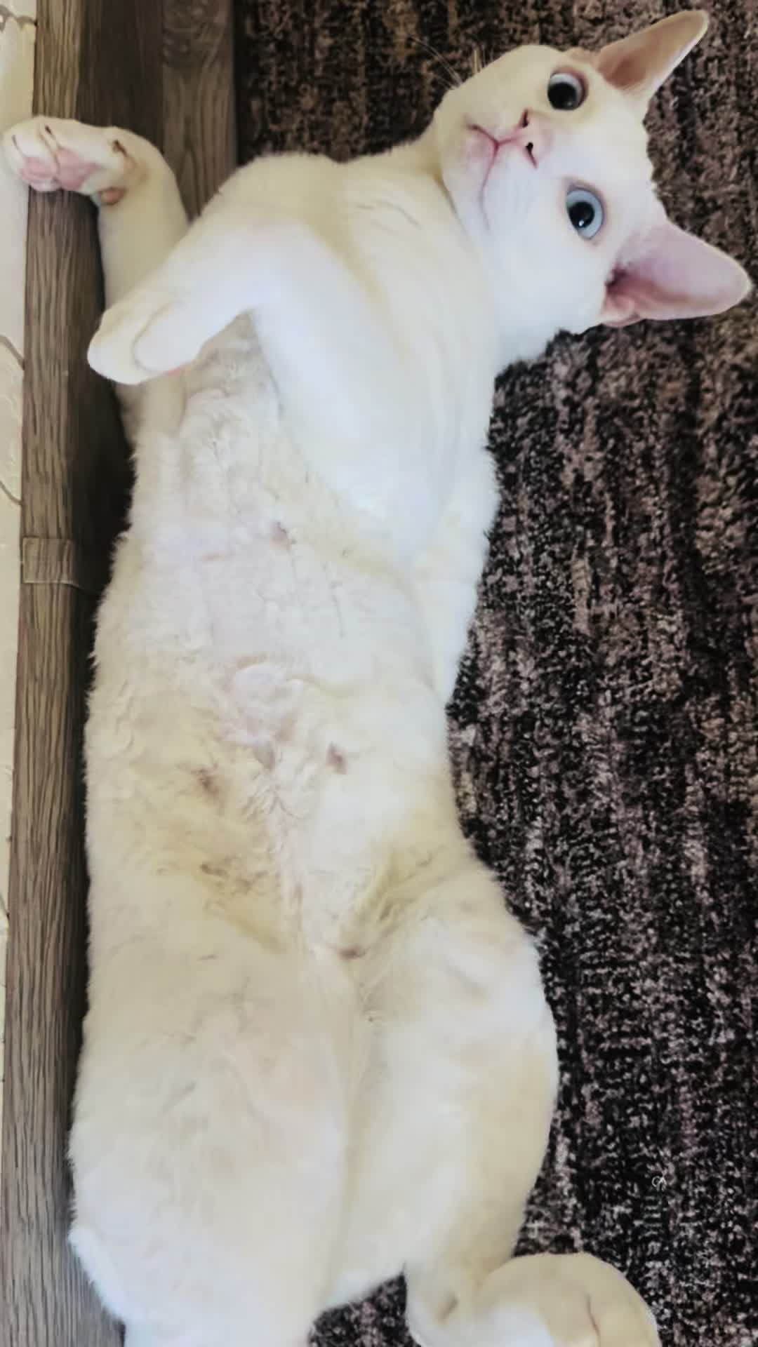 @Лев 🦁 Скавронский❤️