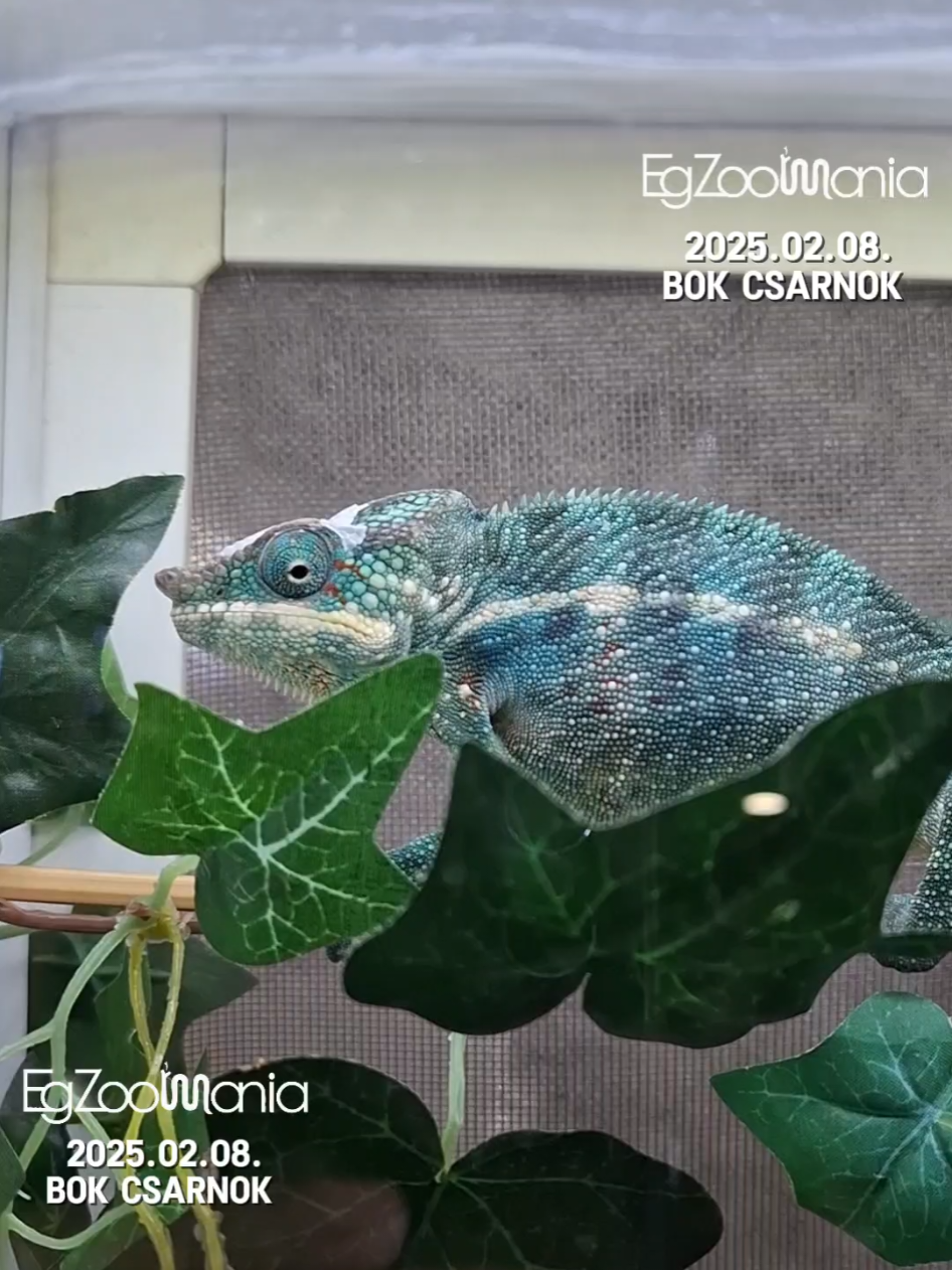 @Milu a Gekk&oacute;s 🦎