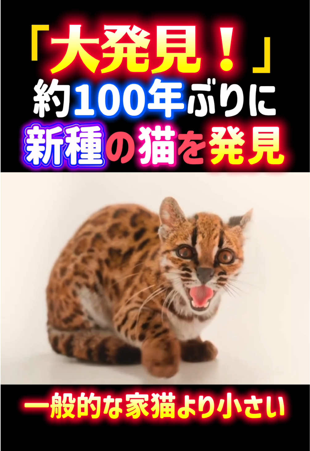 @動物癒し動画♡ animal cute