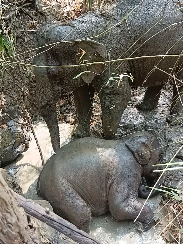@LuangPrabang Elephant New Home
