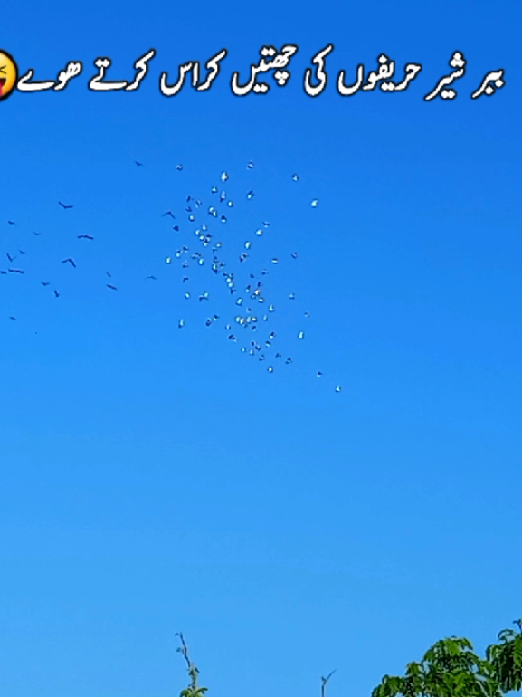 @𝑹𝒂𝒔𝒉𝒊𝒅 𝑻𝒂𝒃𝒂𝒔𝒔𝒖𝒎