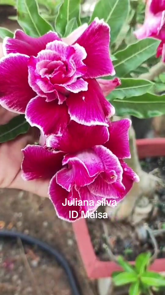 @Juliana silva