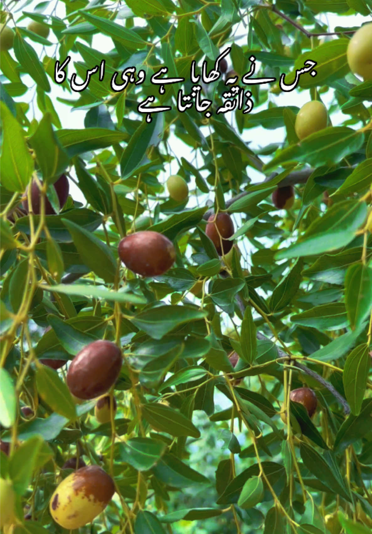 @Mujeeb Ullah Charmangi