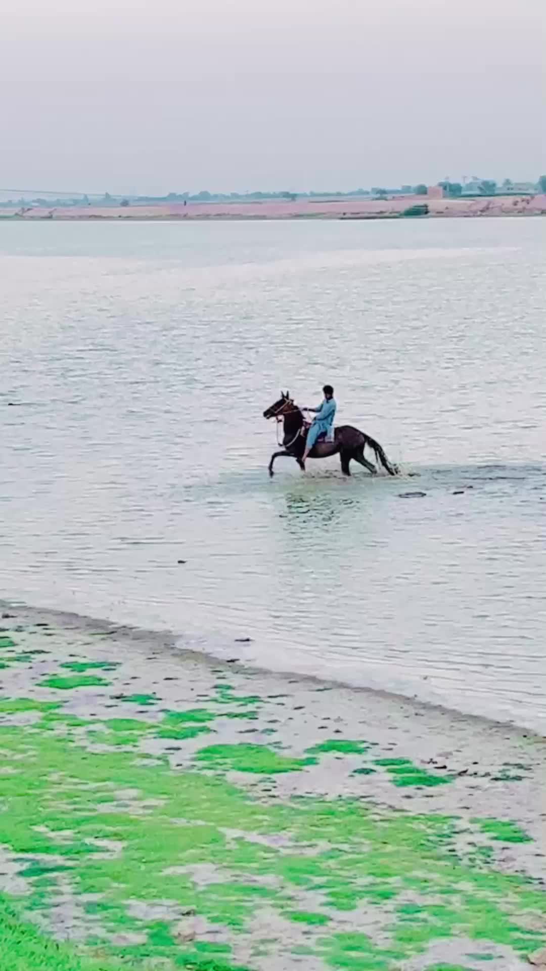 @🐎 گھوڑے دا شوق نواباں دا 🐎