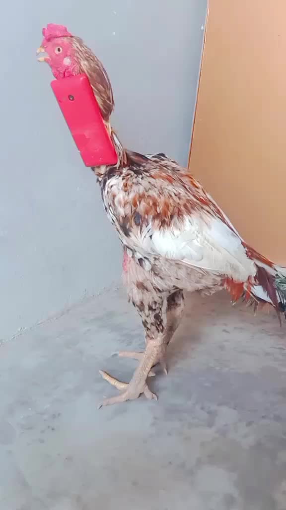 @Ayam 2