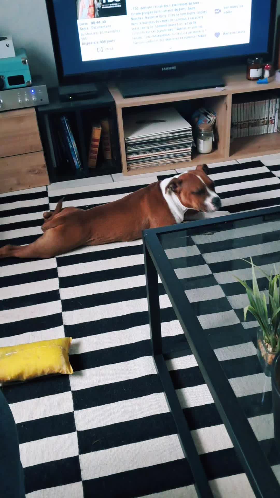 @morty le staffie