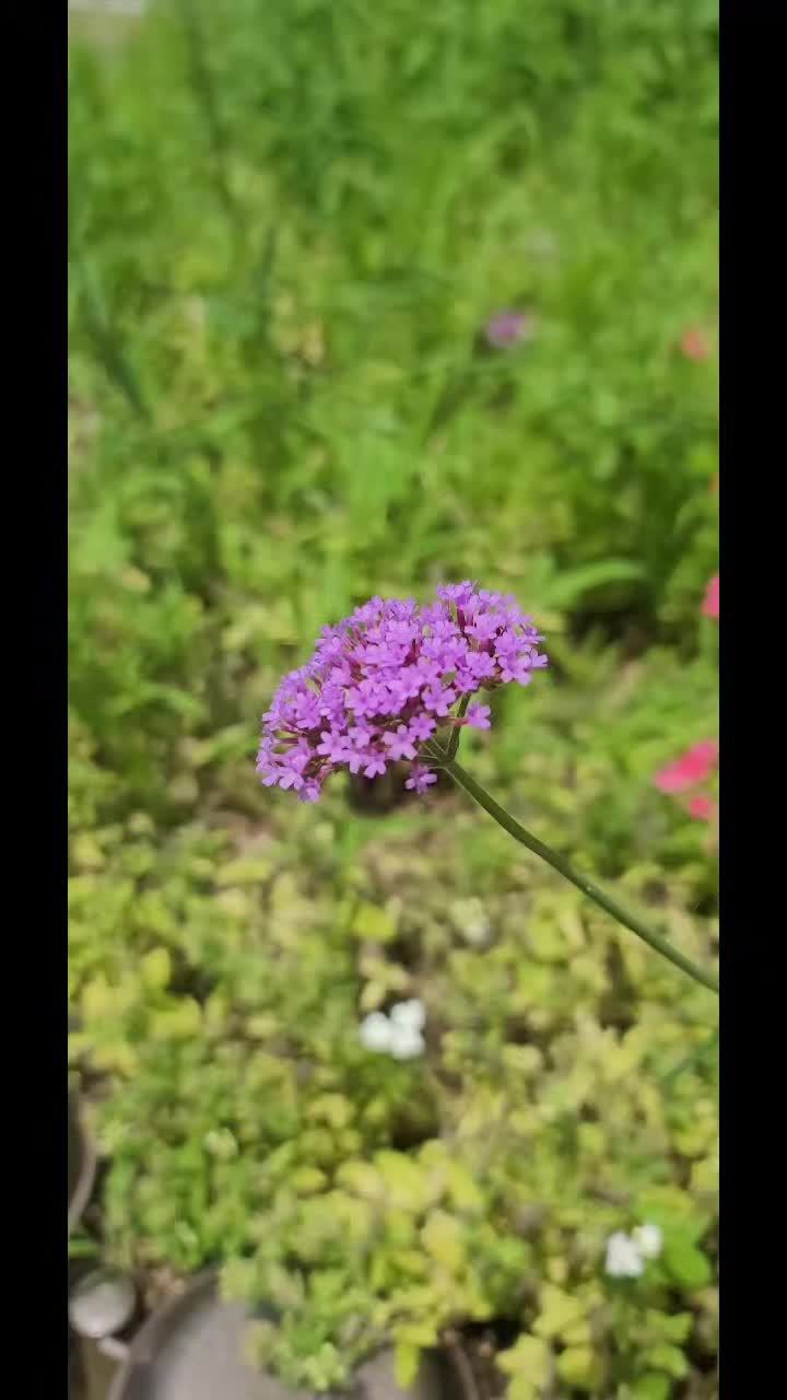 @soochoo💐🐬