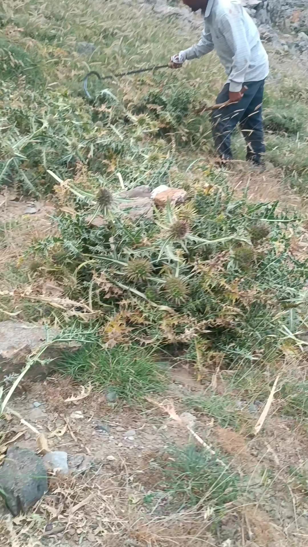 @DAĞCI.46