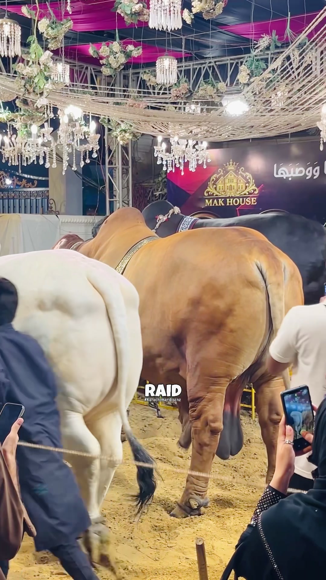 @Raid by Karachi Mandi Scnz