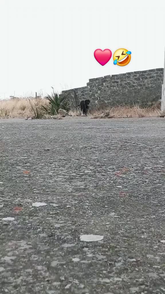 @ninotrovato