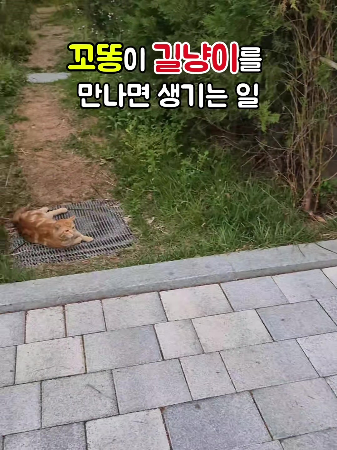 @꼬똥로리