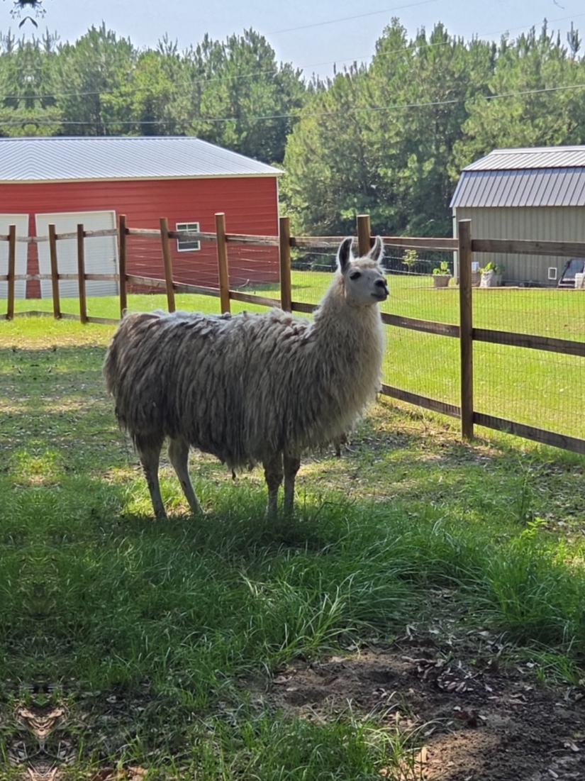 @alpacalypsenow