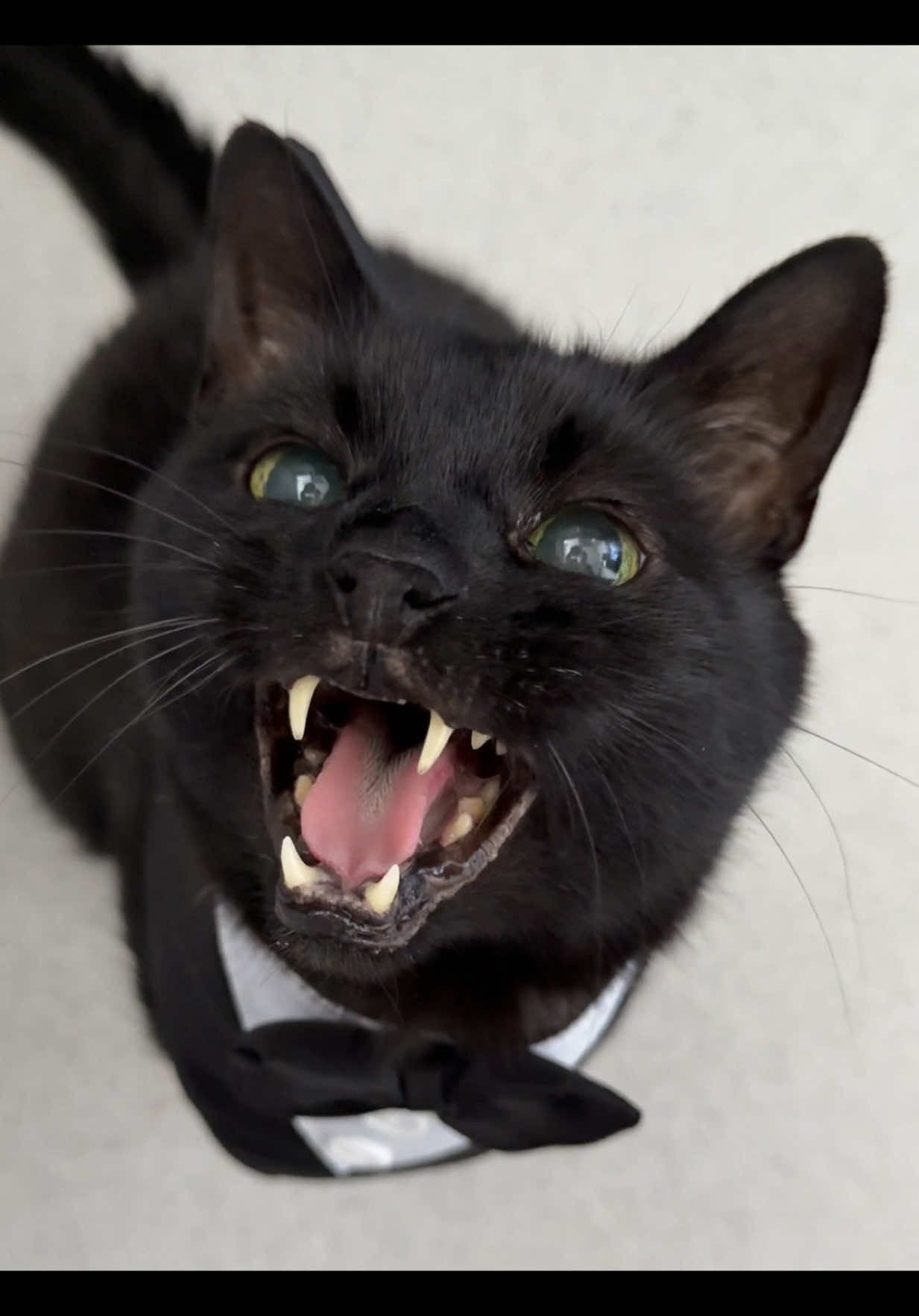 @Teefie_tribe 🐈⬛🐈⬛🐈🦷🦷
