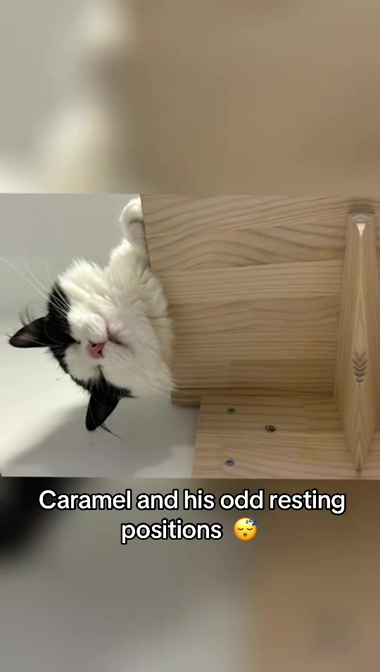 @Purrfect Caf&eacute;