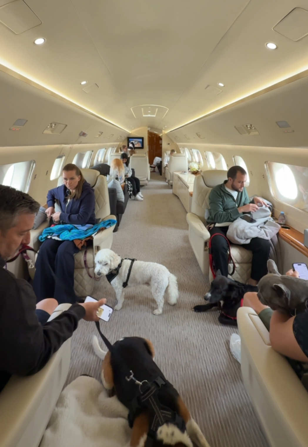 @K9 JETS