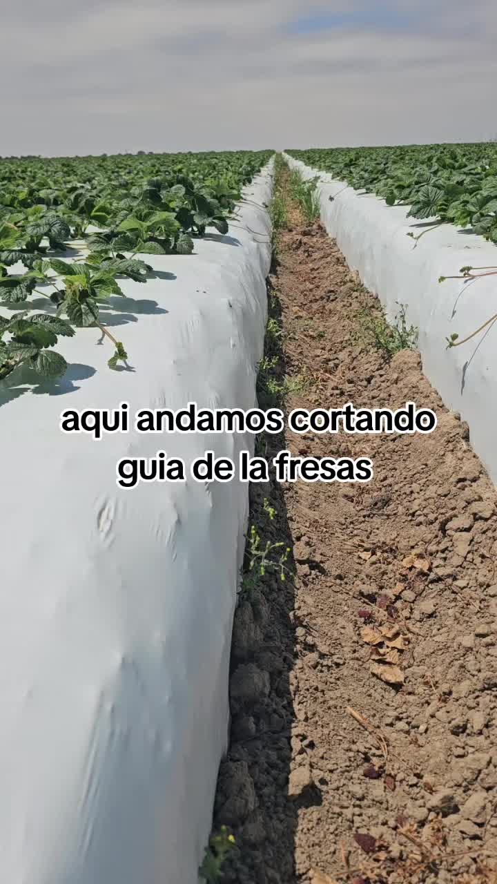 @🇲🇽🐦⬛🪺VASQUEZ🚚🌪💎