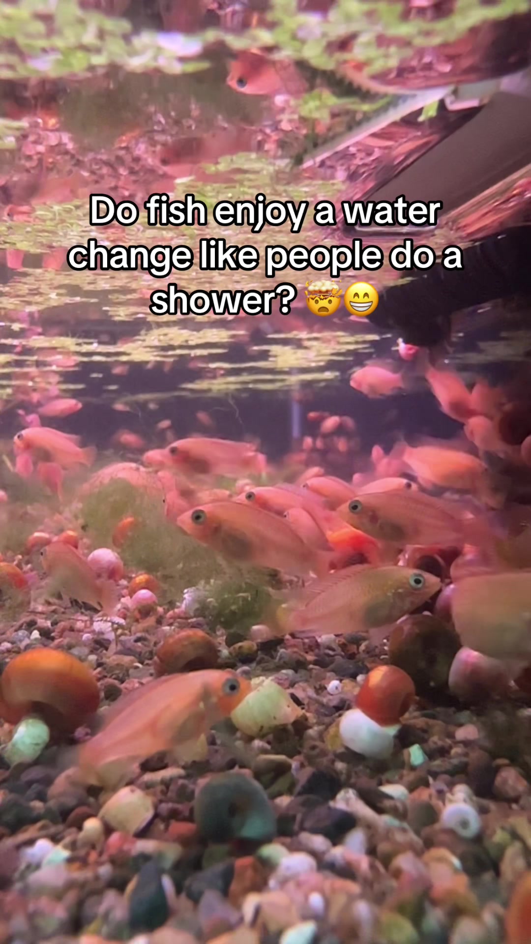 @Orange Aquatics ๐