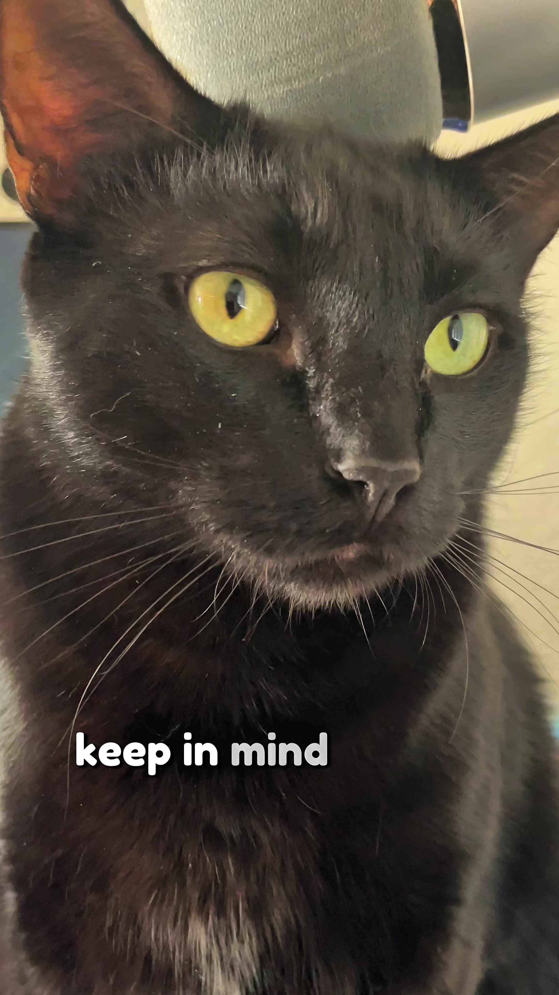 @Leon The Cat Dad