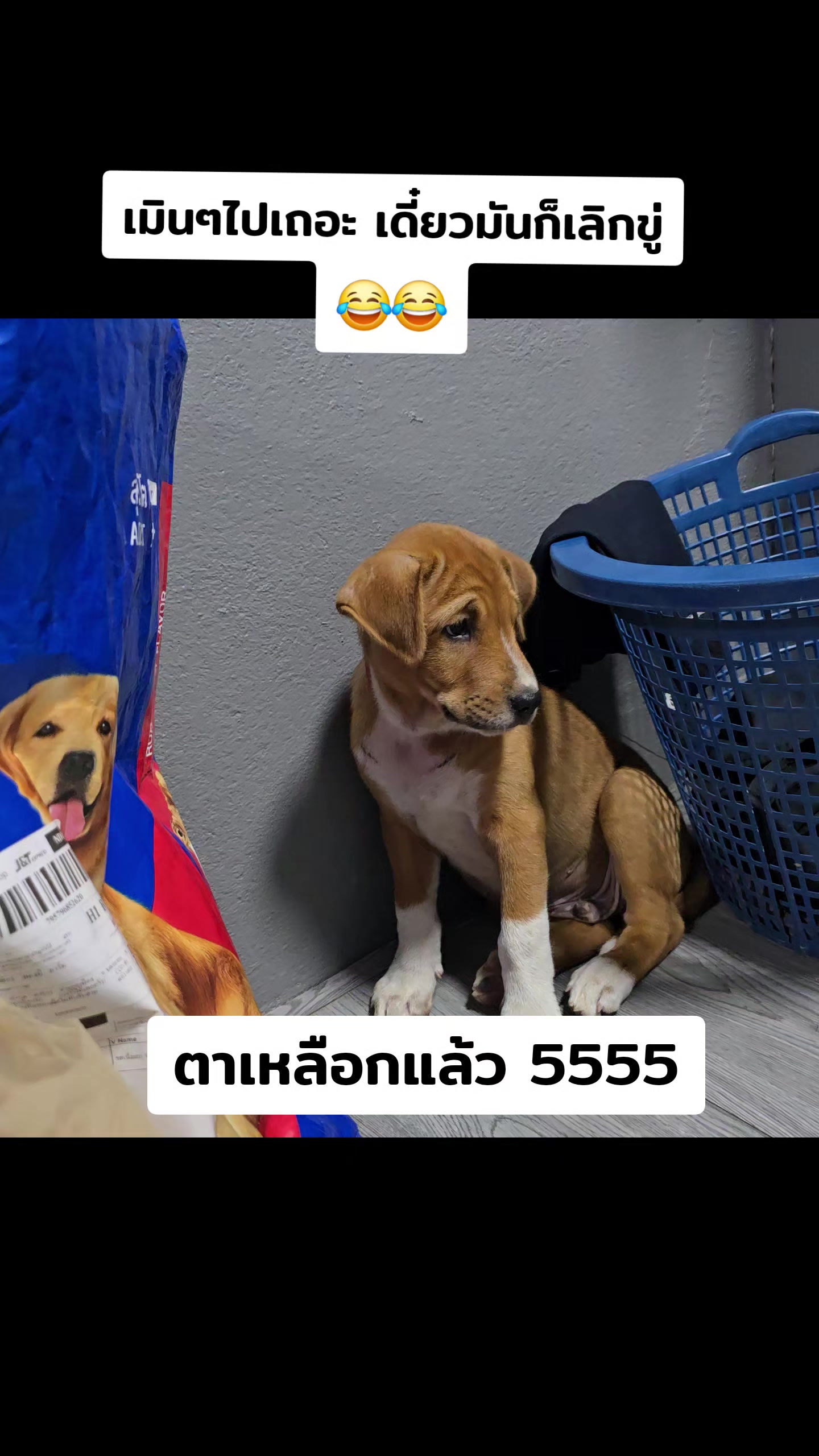 @อาร์ม วุฒิกร