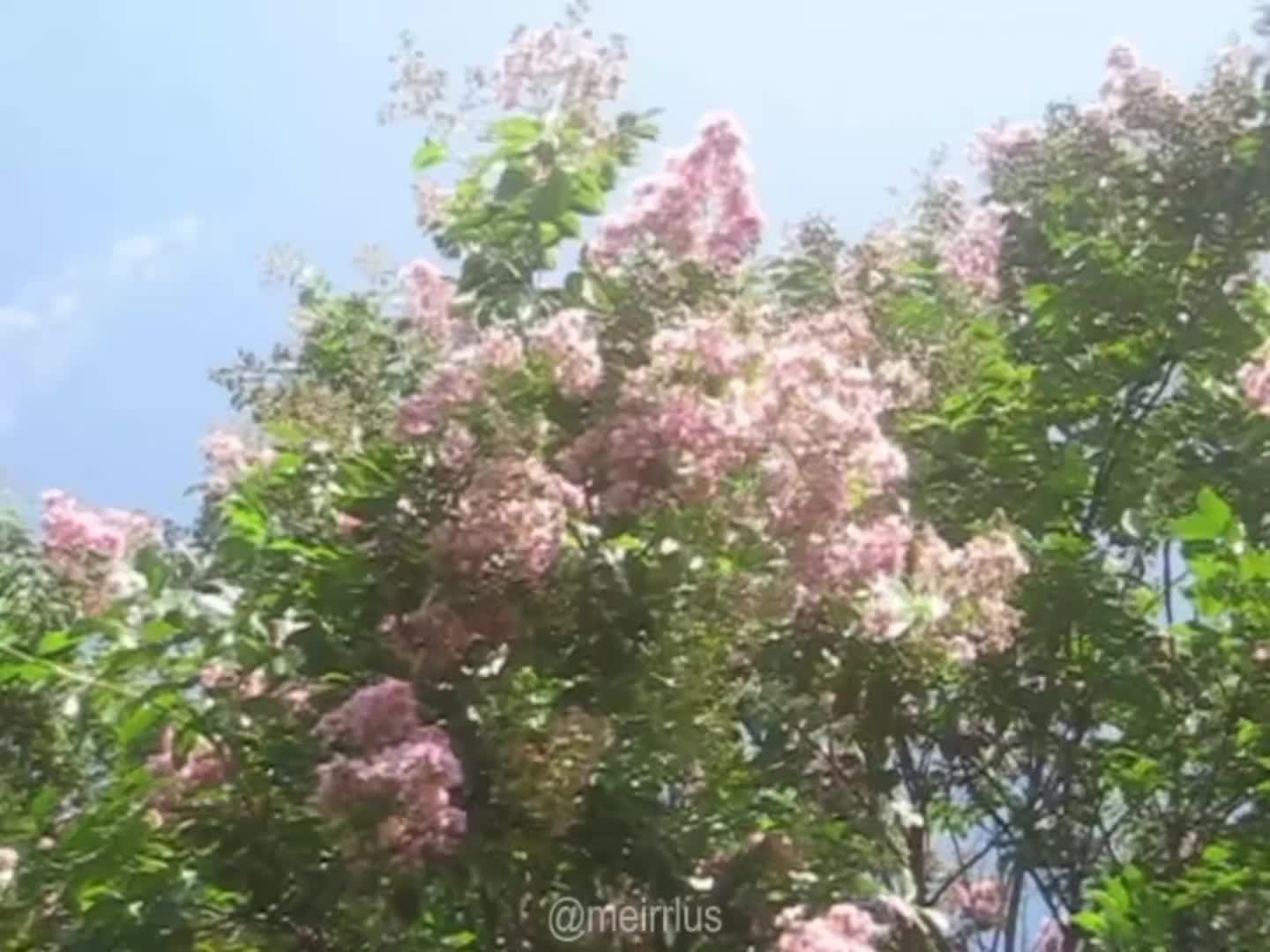 @meirlus