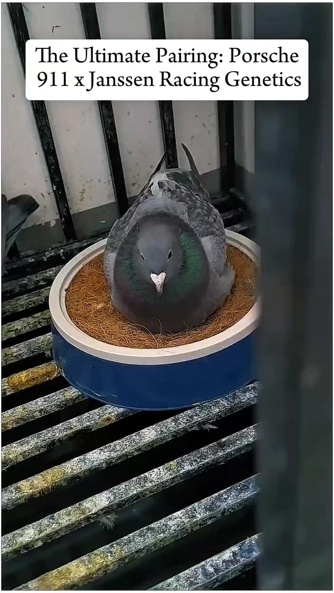 @TFRPL🕊️