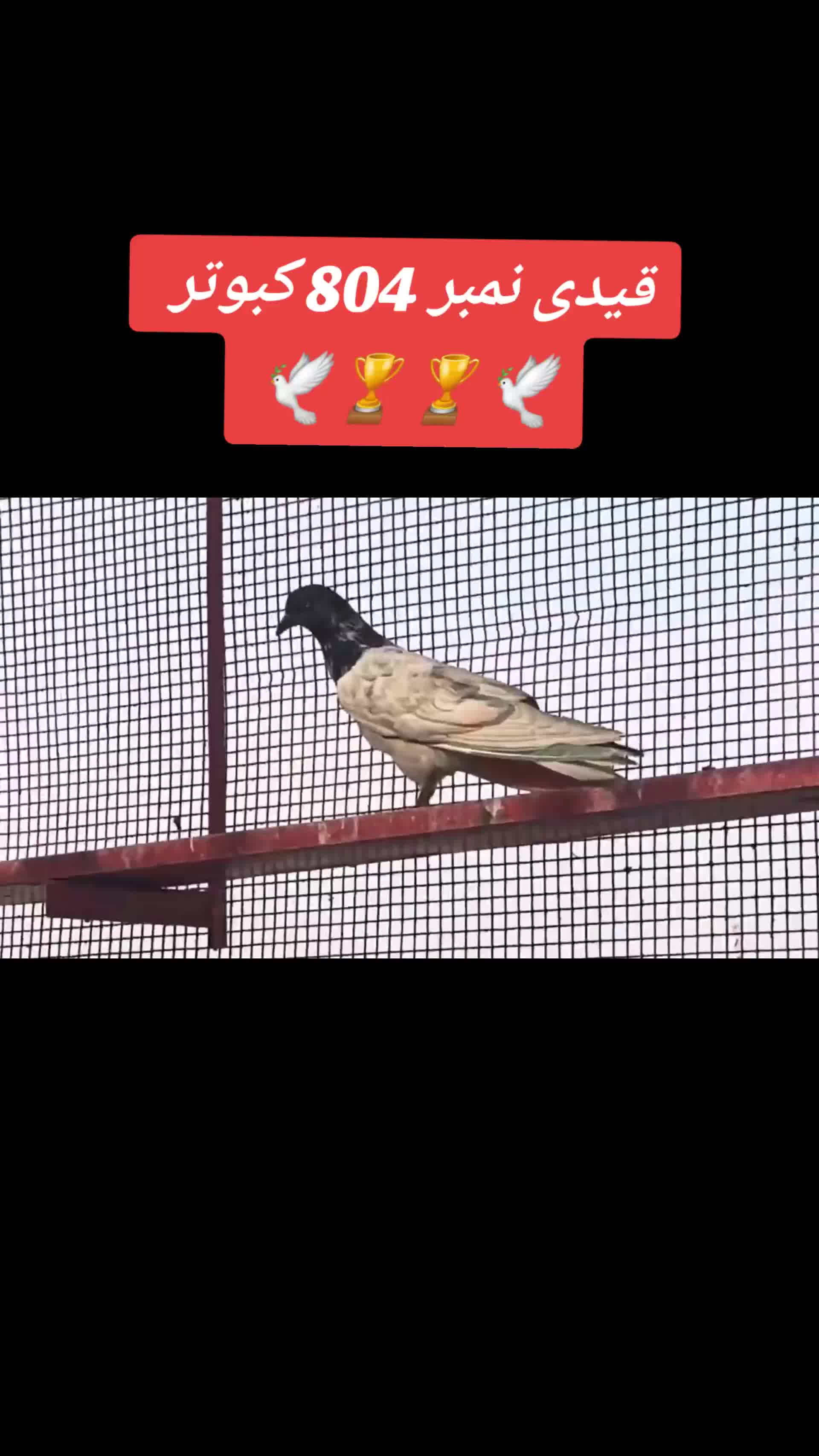 @🕊️ ملک دانیال 4❤️