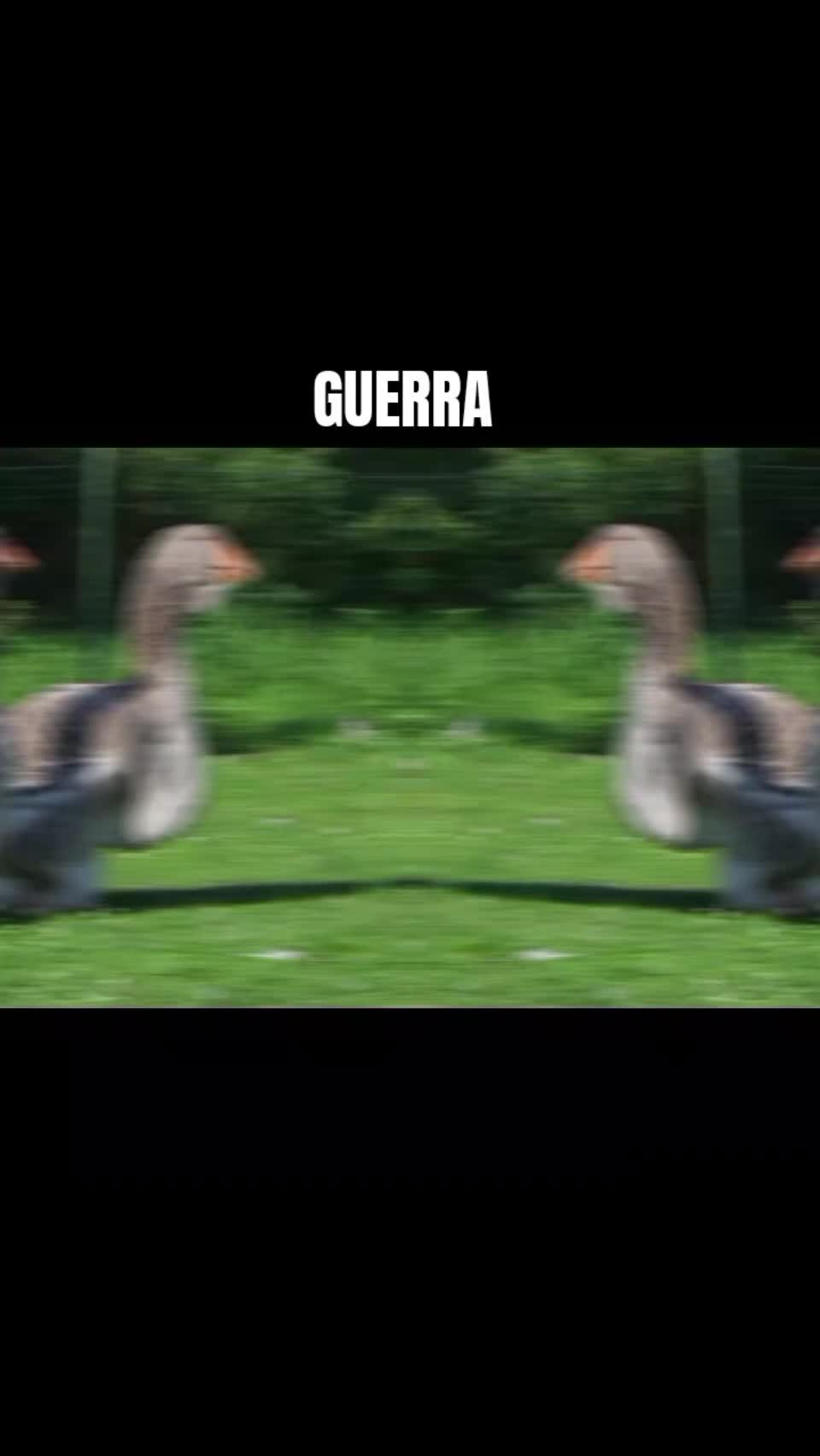 @tardigradi