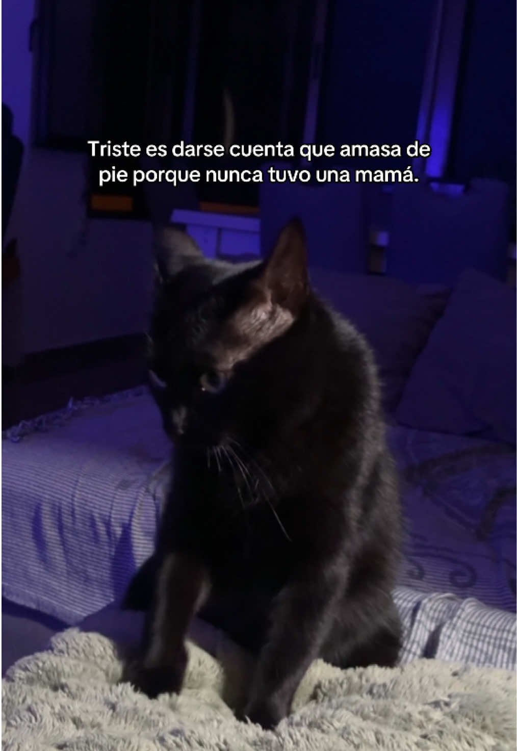 @BlackCatsMatter