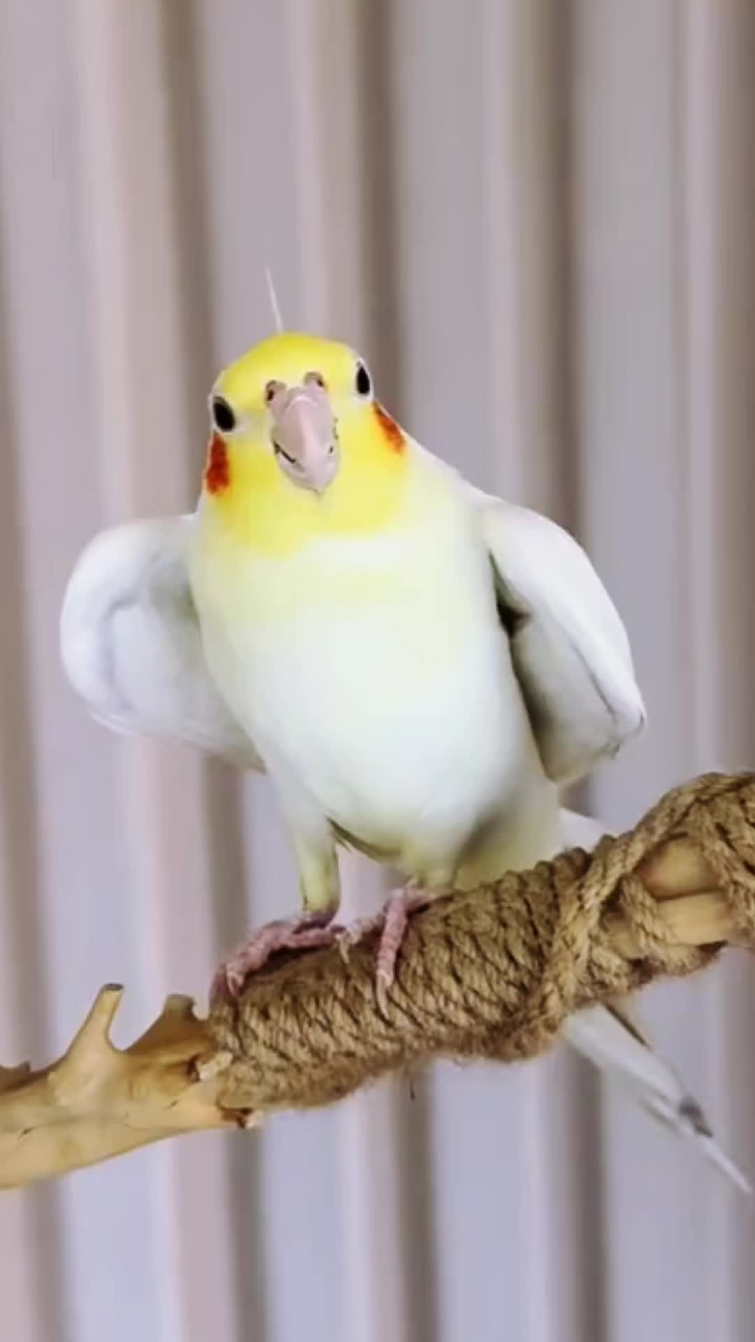 @Cockatiels Craze