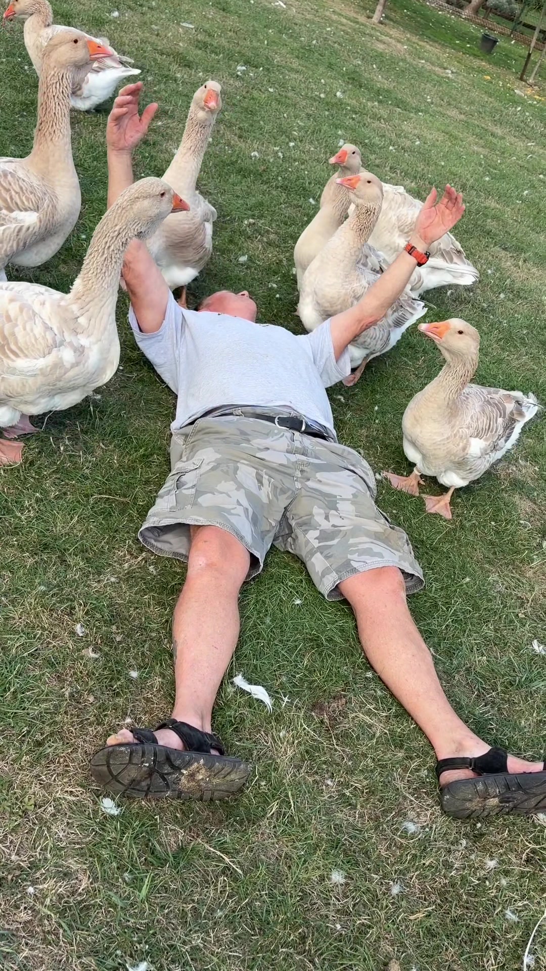 @Willsbirdsanddogs