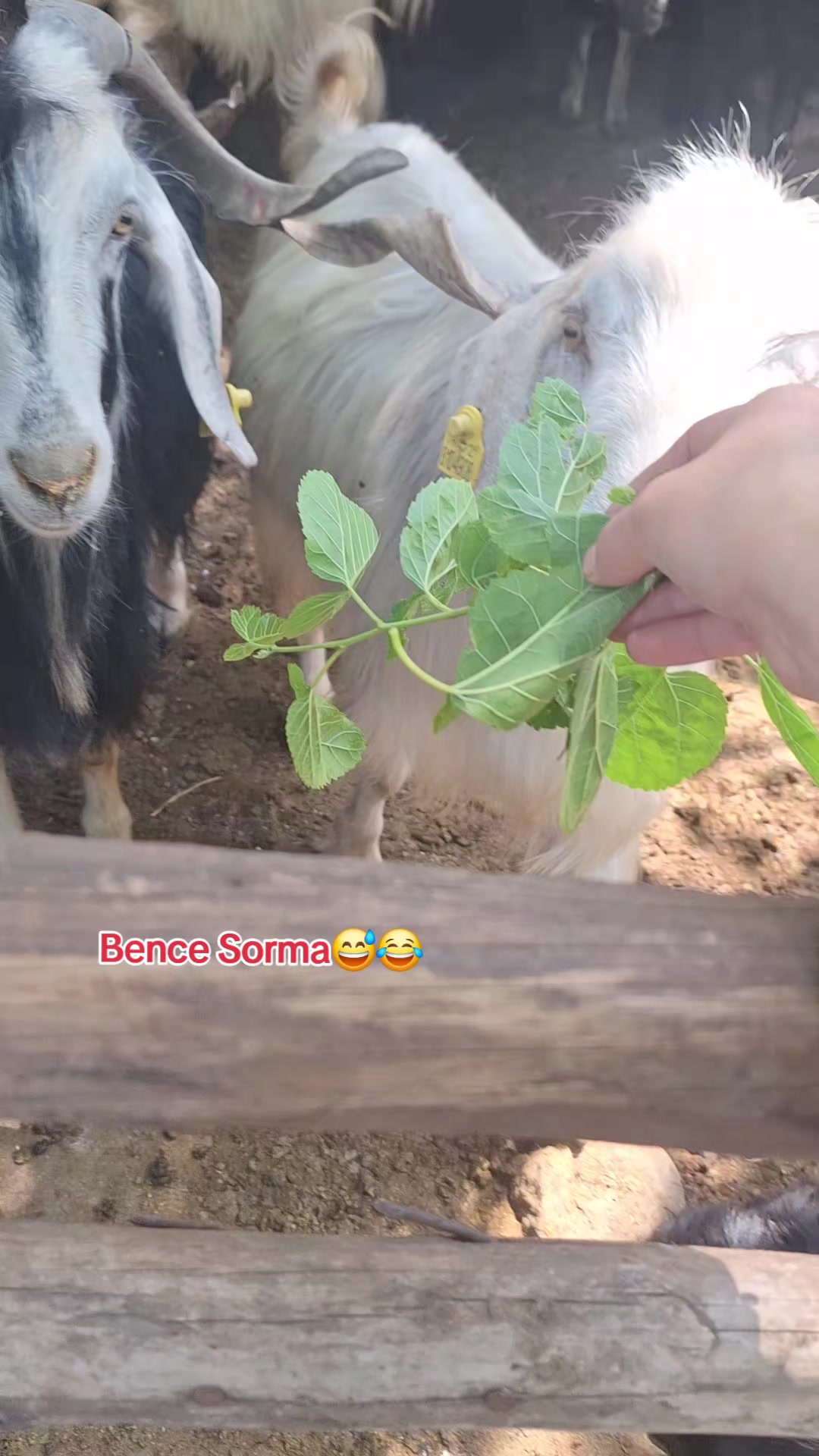 @hatice7366