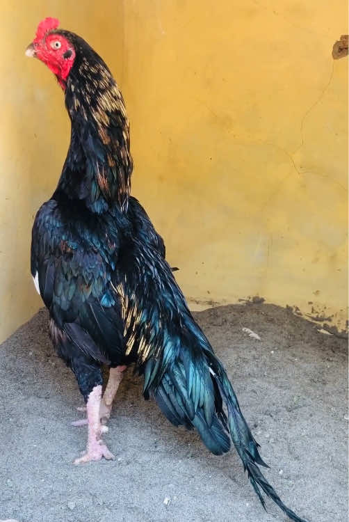 @Poultry Markaz