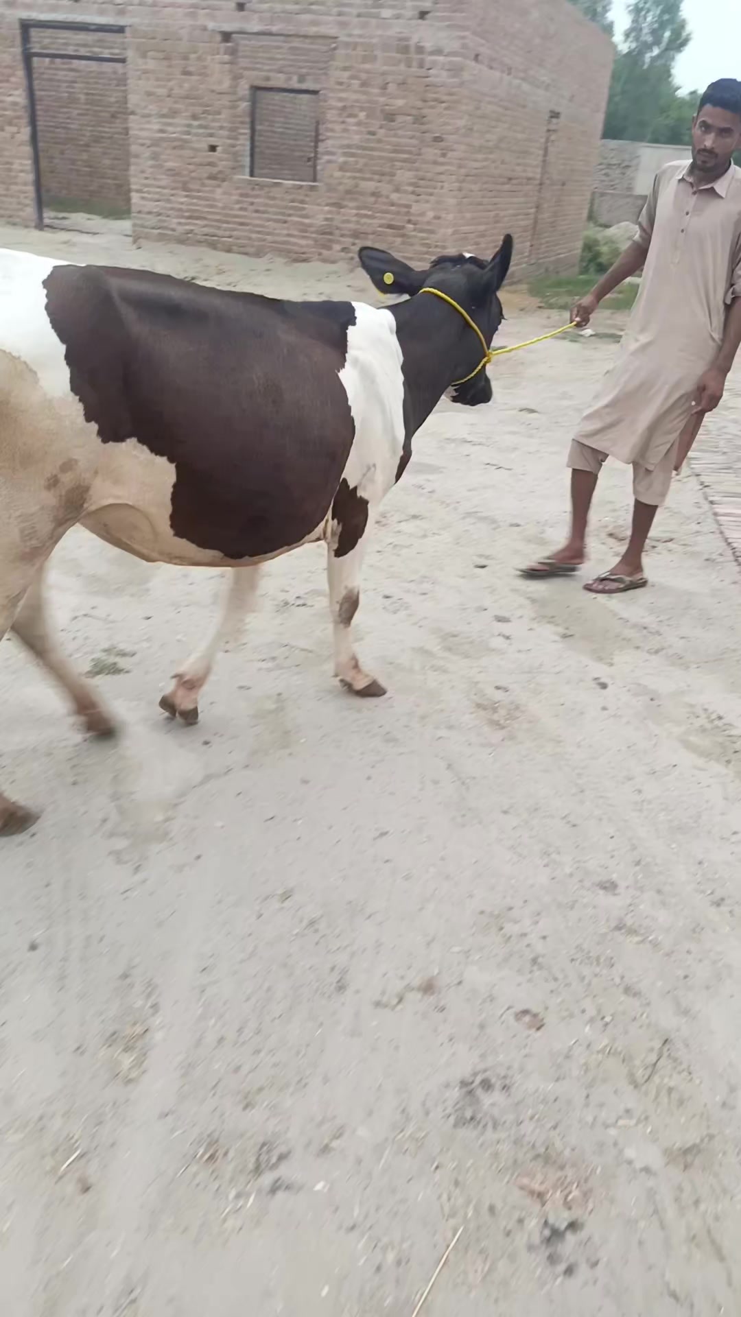 @Usmandairyfarmlayyah