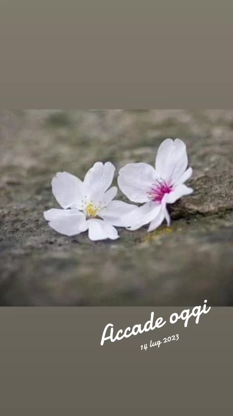 @NAZIF