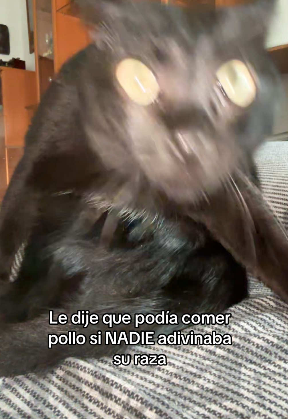 @BlackCatsMatter