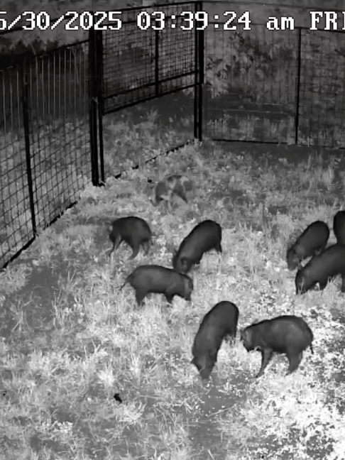 @Hog Brothers Custom Hog Traps